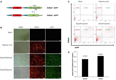 sgRNA-shRNA Structure Mediated SNP Site Editing on Porcine IGF2 Gene by CRISPR/StCas9